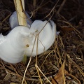 Ice Flower