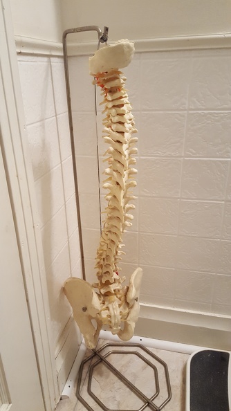 Bathroom Spinal Column