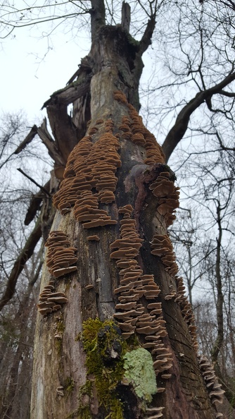 2016-12-25 16.31.36.jpg