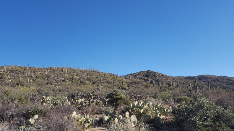 Saguaro Forest