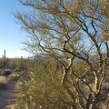 Palo Verde