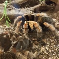 Tarantula Skin