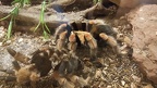 Tarantula Skin