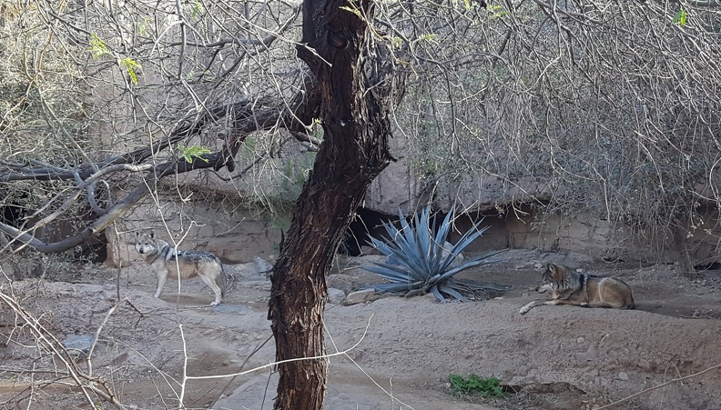 Mexican Wolf