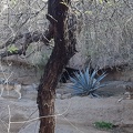 Mexican Wolf
