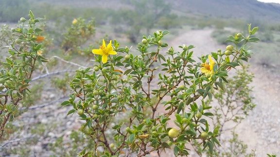 Creosote Blooms