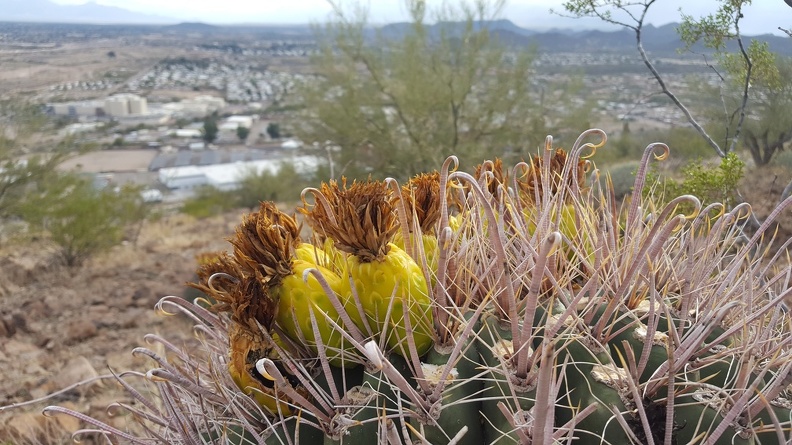 Cactus Blooms on Sentinel Peak