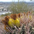 Cactus Blooms on Sentinel Peak