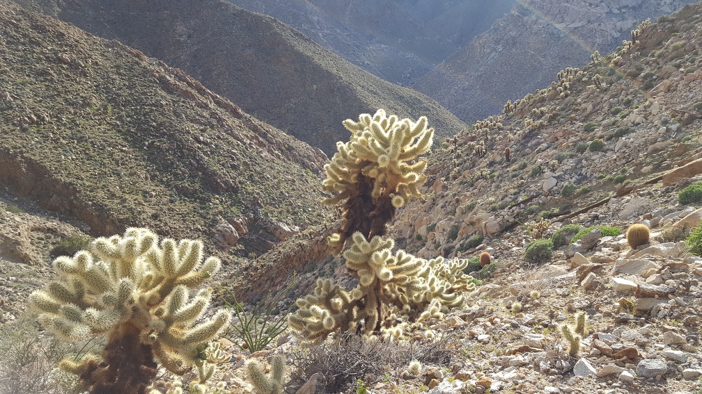 Goat Canyon Hike