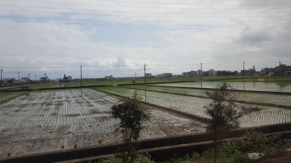 Rice Fields