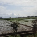 Rice Fields