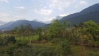 Coffee Trees and Mountains