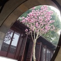 Spring in the Lion Grove Garden