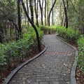 Wooded Pathway