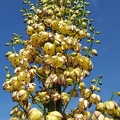 Yucca in Bloom