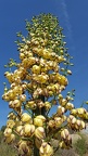 Yucca in Bloom