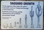 Saguaro Growth