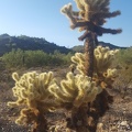 Teddy Bear Cholla