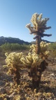 Teddy Bear Cholla