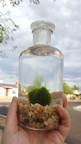 Marimo