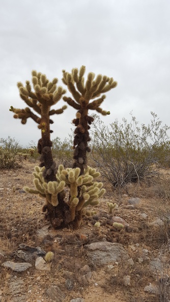 Mini-Cholla Says, "Hello!"