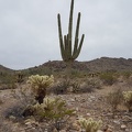 Cholla Garden