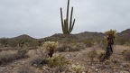 Cholla Garden