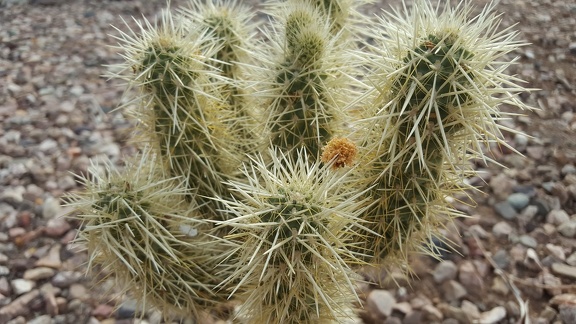 Cholla vs. Mesquite Seed