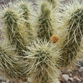 Cholla vs. Mesquite Seed