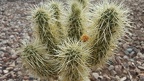 Cholla vs. Mesquite Seed