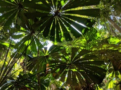 Daintree Rainforest