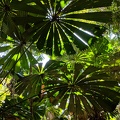 Daintree Rainforest