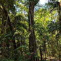 Strangler Fig on the Dubuji Boardwalk