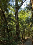 Strangler Fig on the Dubuji Boardwalk