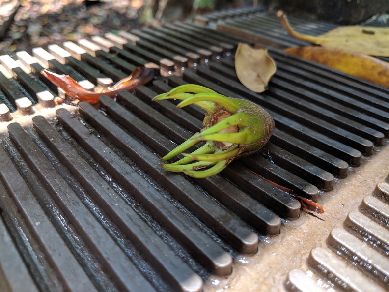 Mangrove Seed