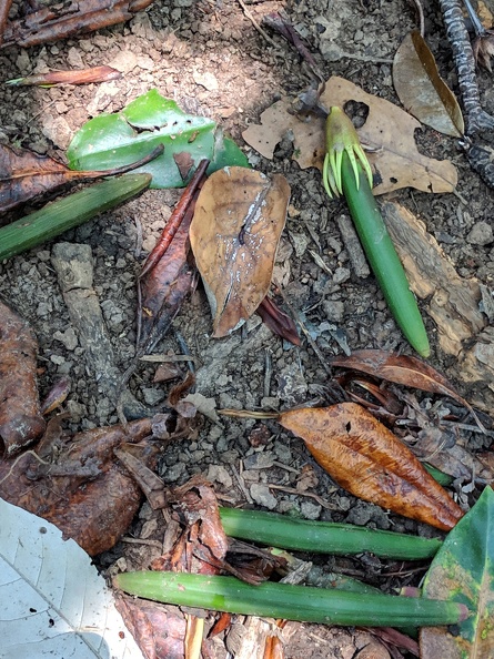 Mangrove Seed