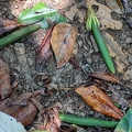 Mangrove Seed