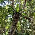 Epiphyte