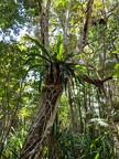 Epiphyte