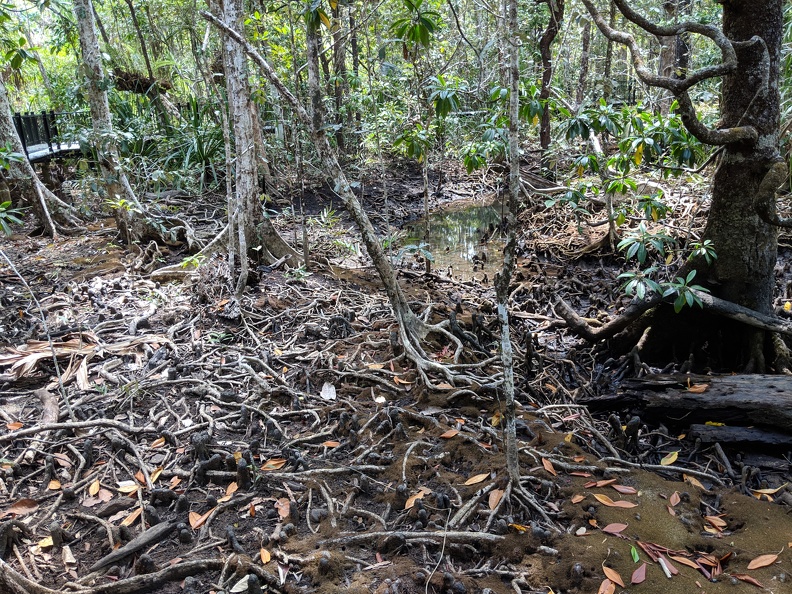 Mangrove Roots