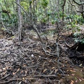 Mangrove Roots