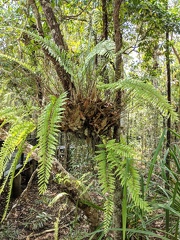 Basket Fern