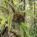 Basket Fern