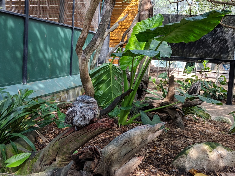 The Tawny Frogmouth was one of our favorite birds at the Wildlife Habitat. These look like owls but they eat mostly insects and roost out in the open. They just hold still and look up and look like twigs. There are two in this photo. 2018-12-05 08.55.20 crop.jpg