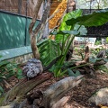 Tawny Frogmouths