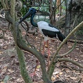 Black-Necked Stork (Jabbie)