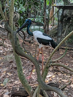 Black-Necked Stork (Jabbie)