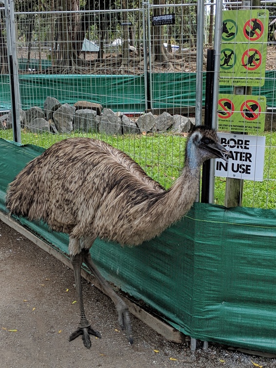 Emu Friend!