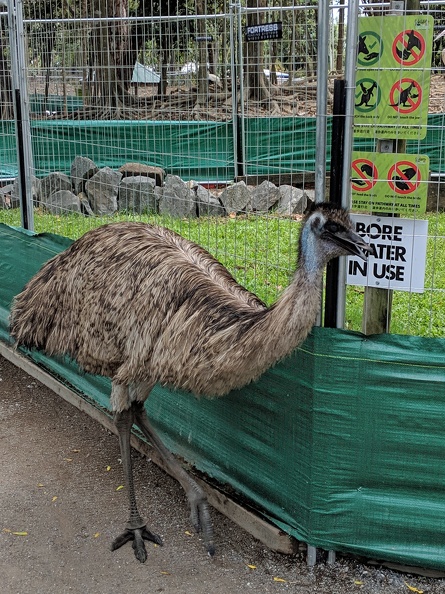 Hello friends! Do you have kangaroo food to give me despite clear signs not to do that? No? I'll go bother someone more helpful. 2018-12-05 11.04.31 crop.jpg