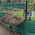 Emu Friend!